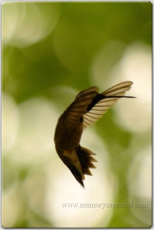 Hummingbird (2).jpg